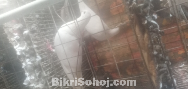 কবুতর